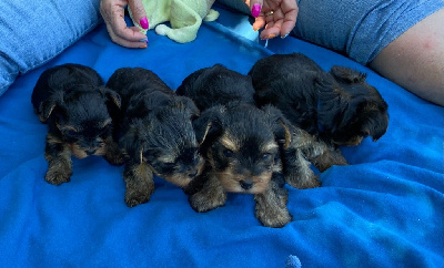 De La Mare Au Bois Madame - Yorkshire Terrier - Portée née le 01/06/2022