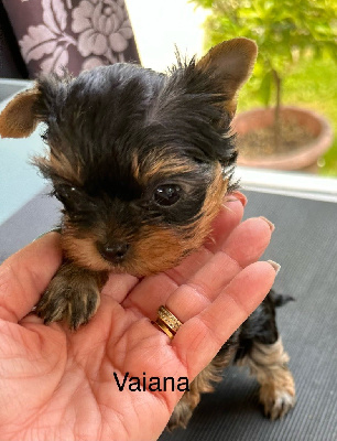 Vaiana