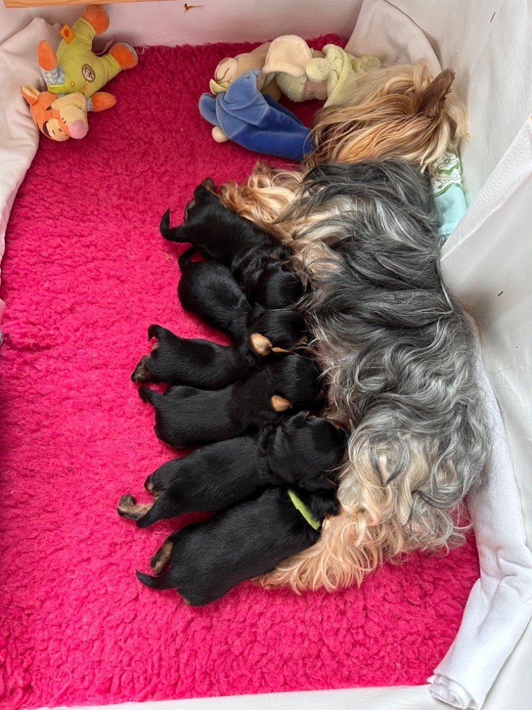 chiot Yorkshire Terrier De La Mare Au Bois Madame