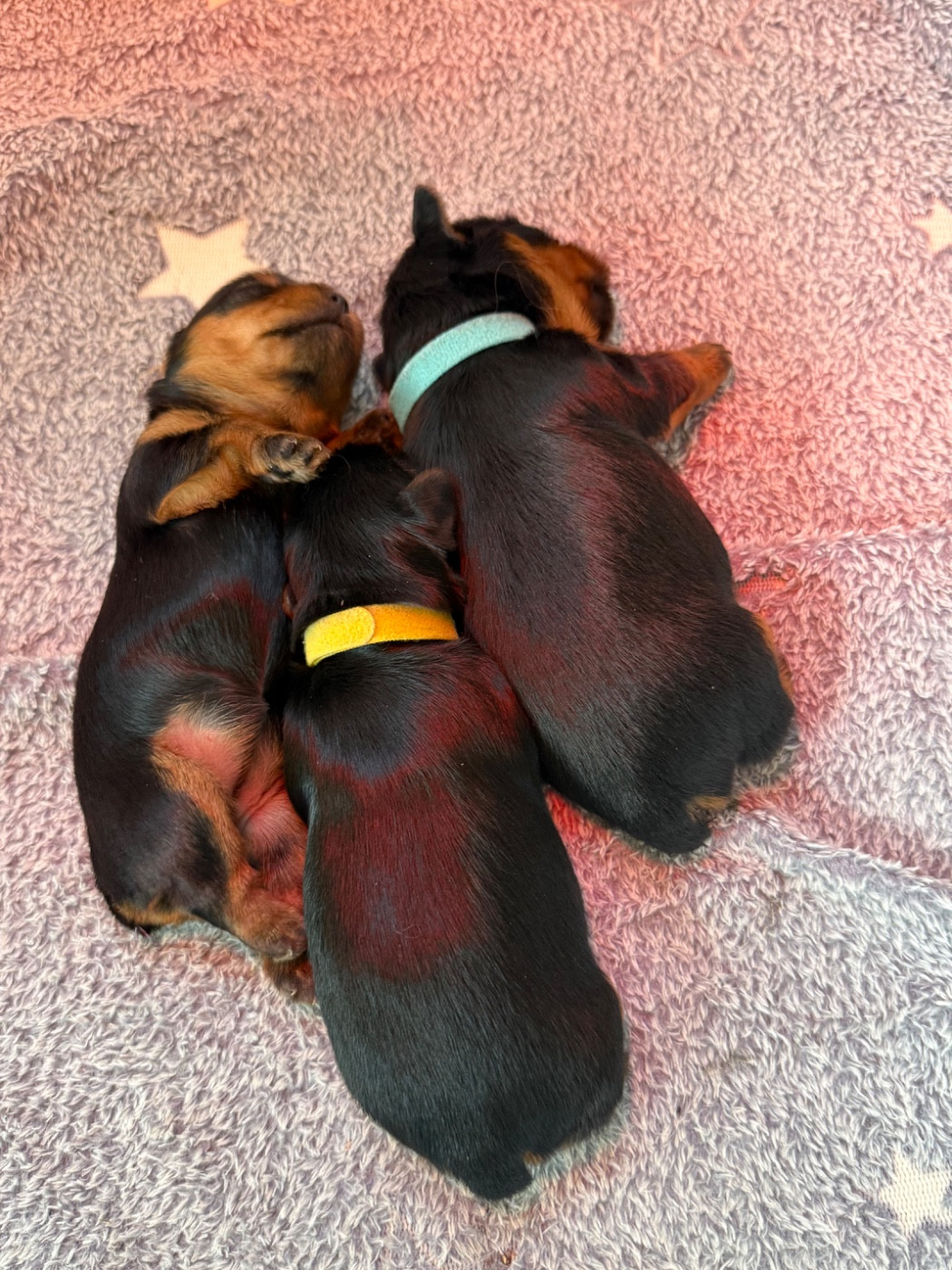 Adoptions