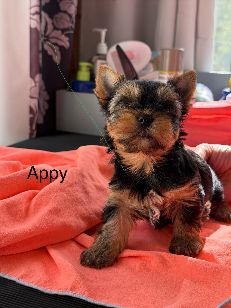 Chiot femelle disponible