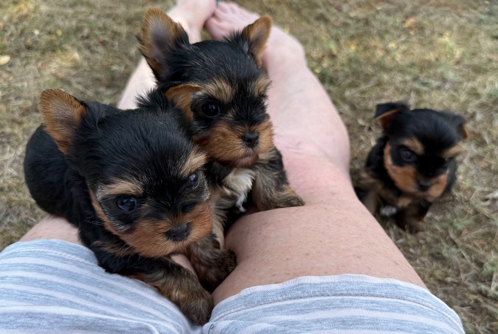 Chiot Yorkshire Terrier De La Mare Au Bois Madame