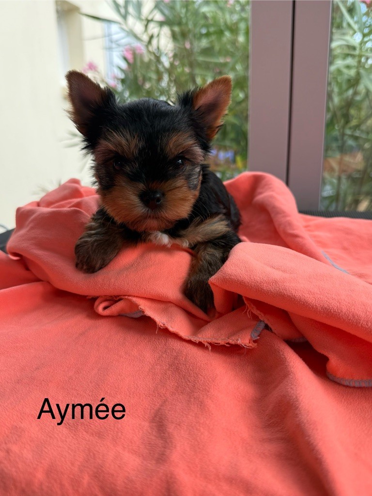 De La Mare Au Bois Madame - Chiots disponibles - Yorkshire Terrier